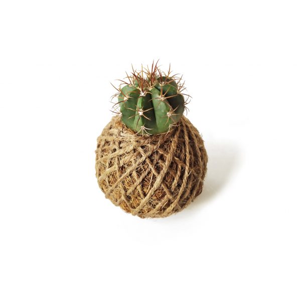Cactus Punky en minikokedama