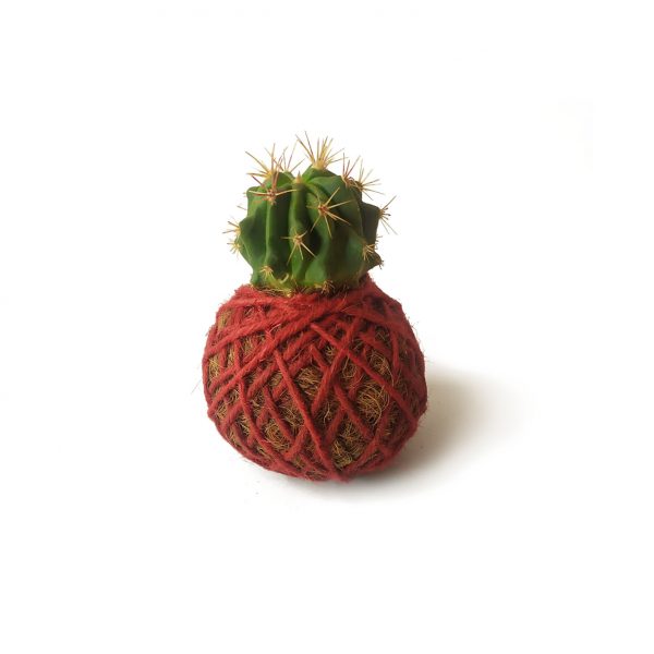 Cactus Odín Minikokedama