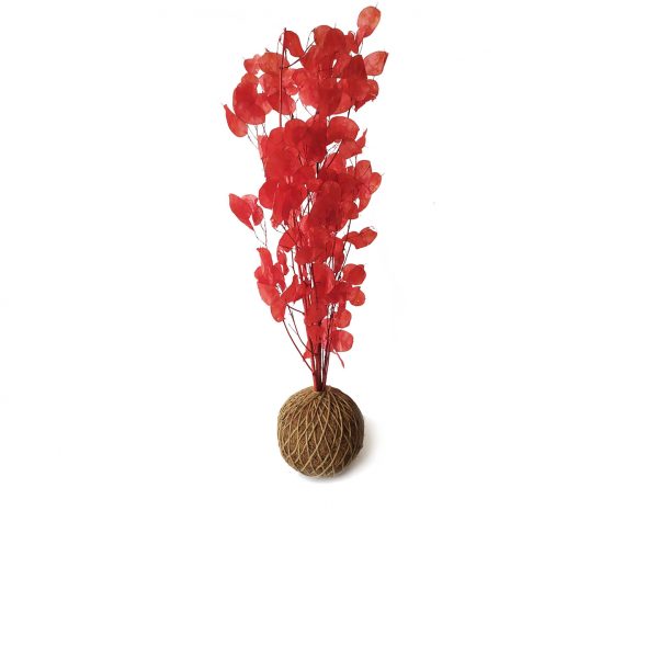 Lunaria Roja