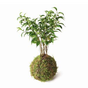 Kokedama Ficus Natasja