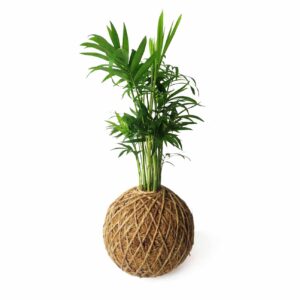 Kokedama Palmera de Salón