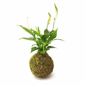 Kokedama Espatifilo