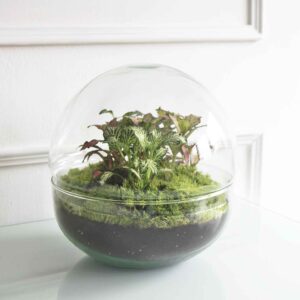 Terrario pequeño h=22 cm