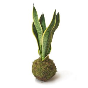 Kokedama Sansevieria