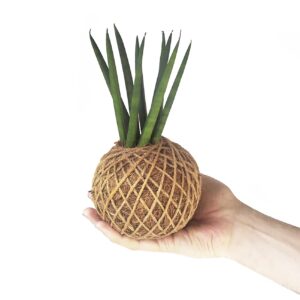 Kokedama Sansevieria Cylindrica