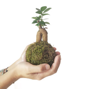 Kokedama Minificus Ginseng