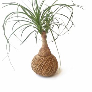 Kokedama Pata de Elefante