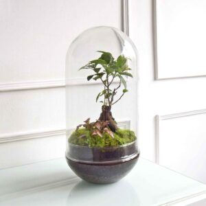 Terrario Grande h=38 cm