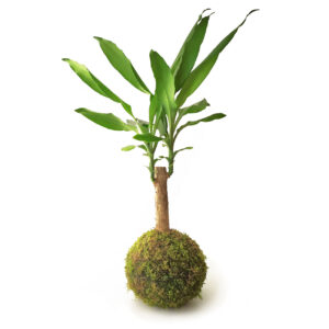 Kokedama Tronco de Brasil