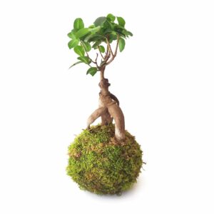 Kokedama Ficus Ginseng