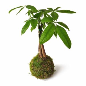 Kokedama Pachira