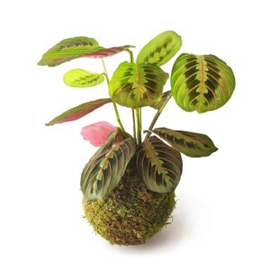 Kokedama Maranta Leuconera