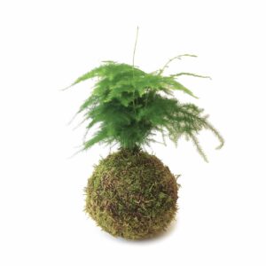 Kokedama Asparagus