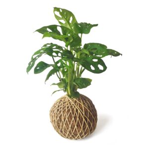 Kokedama Monstera Adasonii