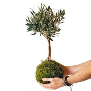 Kokedama Olivo