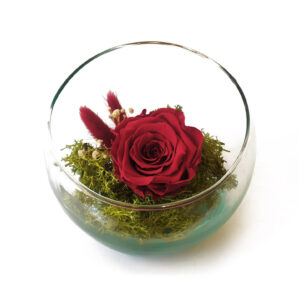 Rosa Eterna - Medialuna