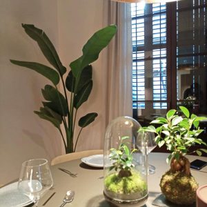 Comprar kokedamas de interior