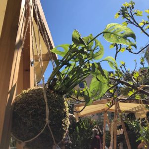 Comprar kokedama de exterior